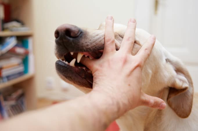 dog bites compensation