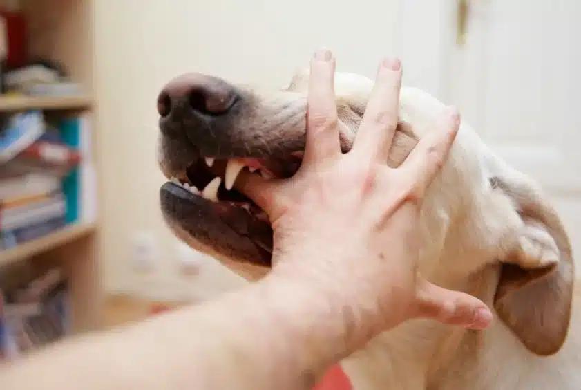 dog bite my child