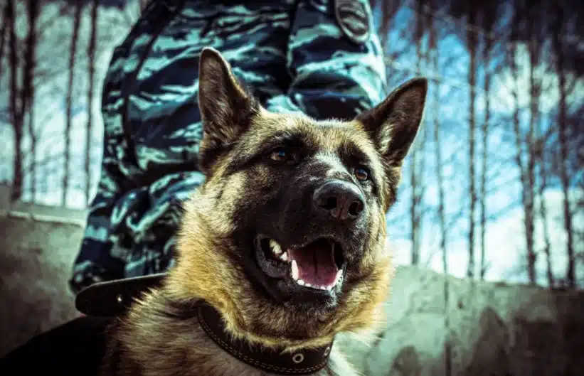 dog bite laws