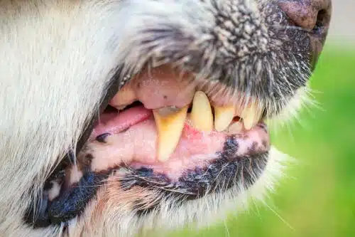 Close up of an aggressive dog's teeth barred before biting someone.