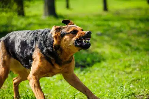 An aggressive dog threatens to bite.