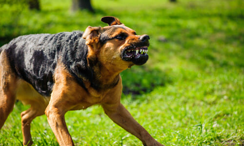 An angry German shepherd in a park at daytime, baring its teeth as a warning