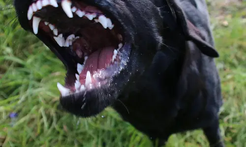 A closeup shot of an angry dog's bared teeth as it barks threateningly.