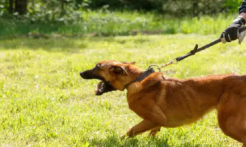 A large and angry dog being held back by a trainer's leash.