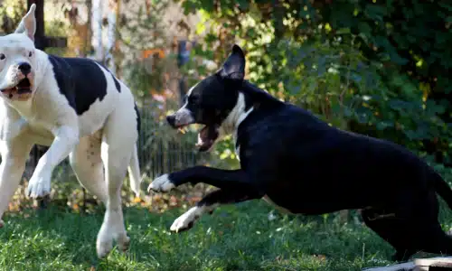 Two terriers sparring with each other in an outdoor area.