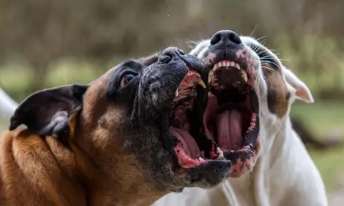 Two dogs baring their fangs at each other and barking and growling at each other.