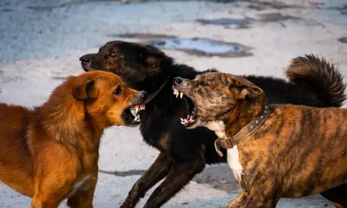 Three dogs angrily barking and baring their teeth at each other in the middle of a road.