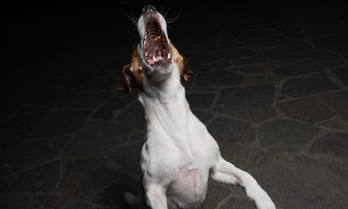 An angry dog jumping up and snapping.