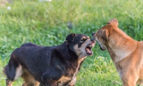 Two angry dogs in a field growling and exposing their teeth to each other.