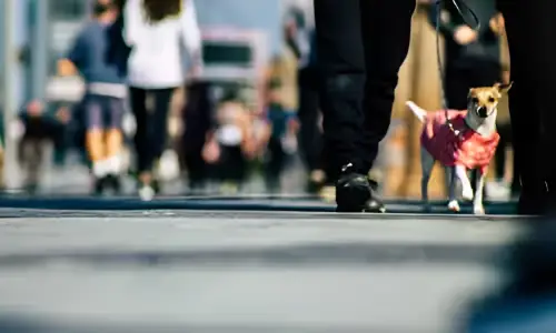 A low to the ground shot of a crosswalk with a crowd of pedestrians crossing the road.