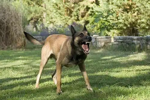 Atlanta dog bite lawyer