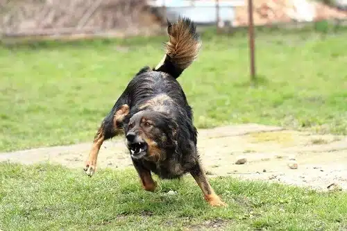 aggressive dog trying to bite