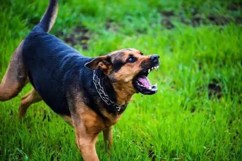 dog bite georgia
