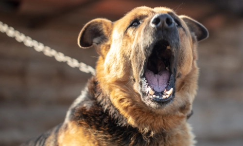 Dog bite accident scenario featuring an aggressive German Shepherd barking while chained, showing its teeth in a threatening posture.