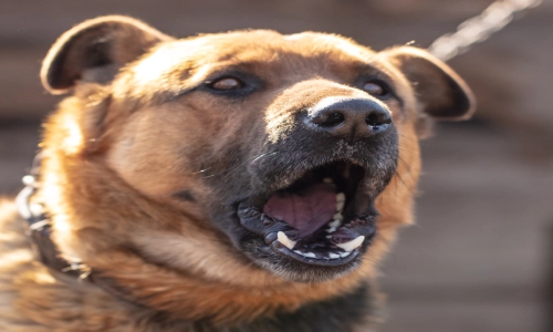 A close-up of a barking dog with its mouth open and teeth visible, tethered by a chain, conveying aggression — representing a Dog Bite Accident scenario.