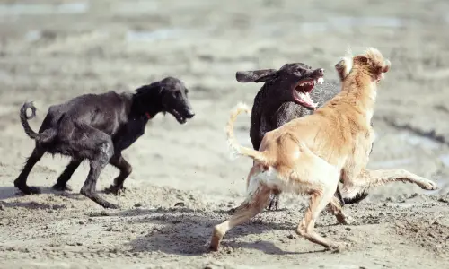 Three dogs fighting each other in an open area.