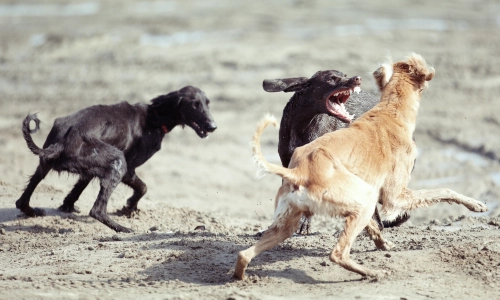 Three dogs aggressively fighting on a sandy surface, one with bared teeth lunging toward another suggests a violent dog encounter or attack.