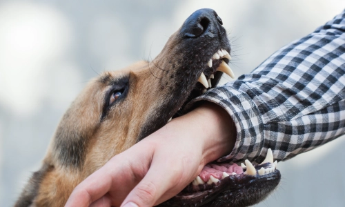 A photo of a man’s hand inside a dog’s mouth, appearing to be bitten.