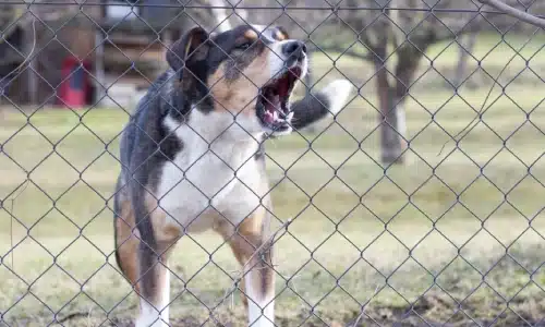 An angry dog barking through a chain link fence at people that are passing by.