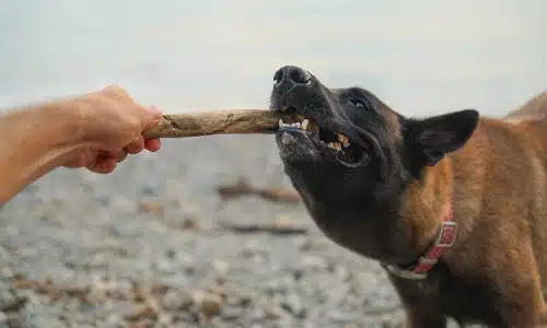 A photo of a dog firmly biting a stick held by a man while the man tries to pull it away.