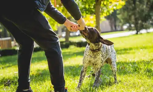 A photo of a dog biting a toy in a man's hand at a park.