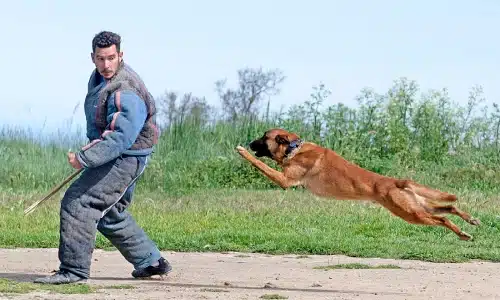A man runs along a dirt road in Queens while being chased by a dog.